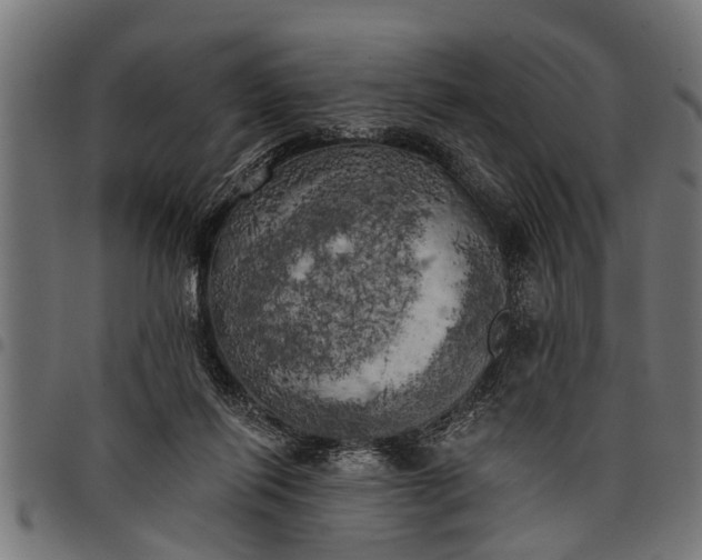 X0000097810262200803281105