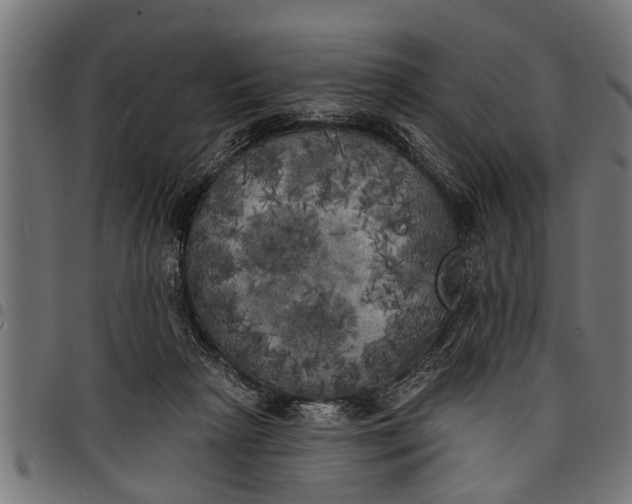 X0000097810265200803281105