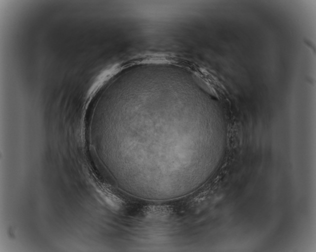 X0000097810296200803281105