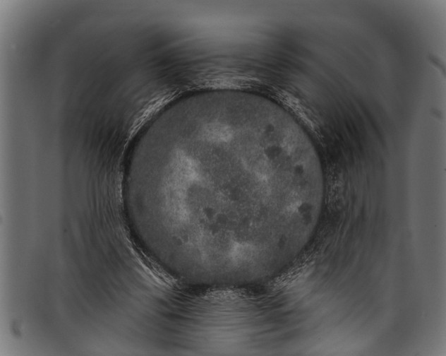 X0000097810299200803281105