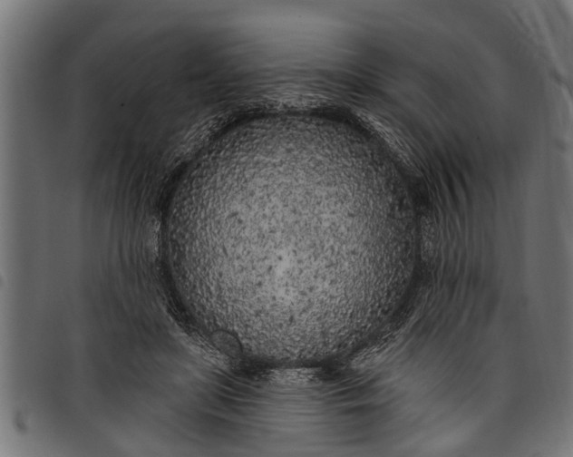 X0000097810451200803281102