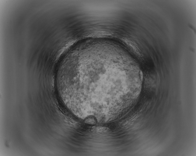 X0000097810539200803281100