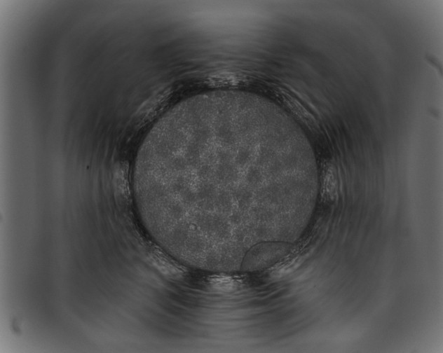 X0000097810616200803281059