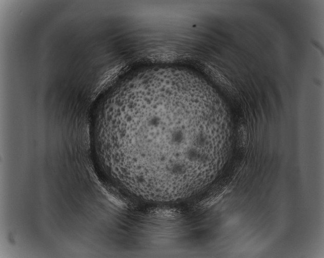 X0000097810638200803281059