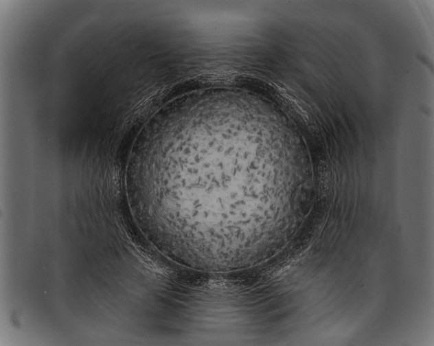 X0000097810641200803281059