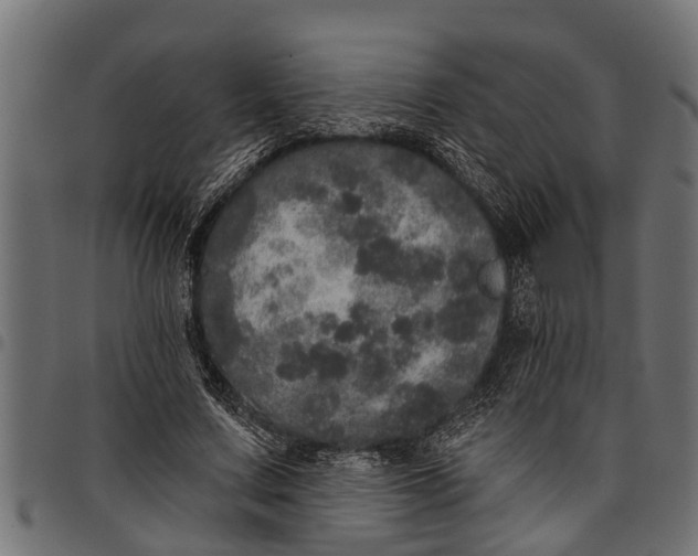 X0000097810683200803281058