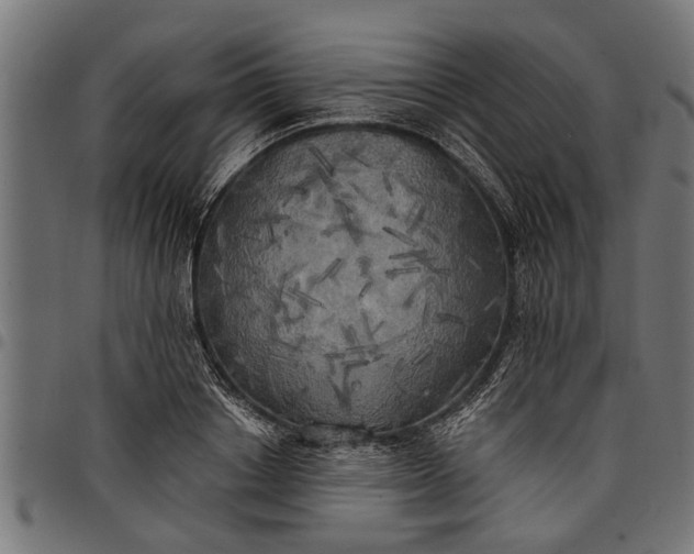 X0000097810842200803281056