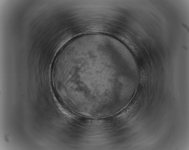 X0000097811039200803281053