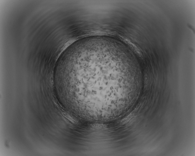 X0000097811170200803281051