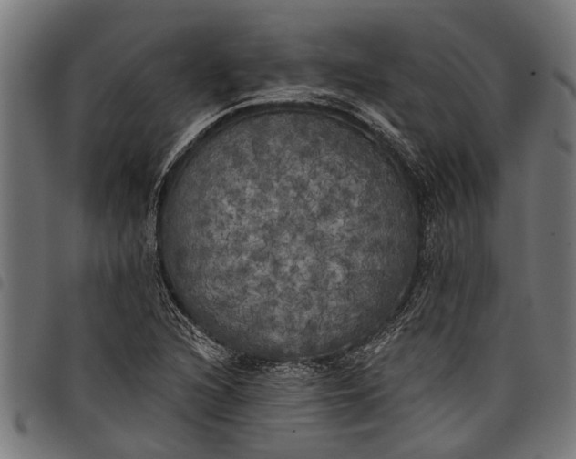 X0000097811216200803281050