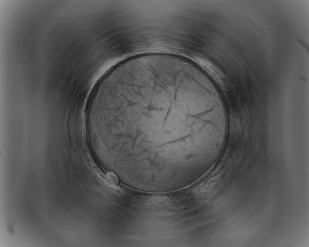 X0000097811238200803281050