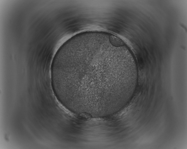 X0000097811335200803281049