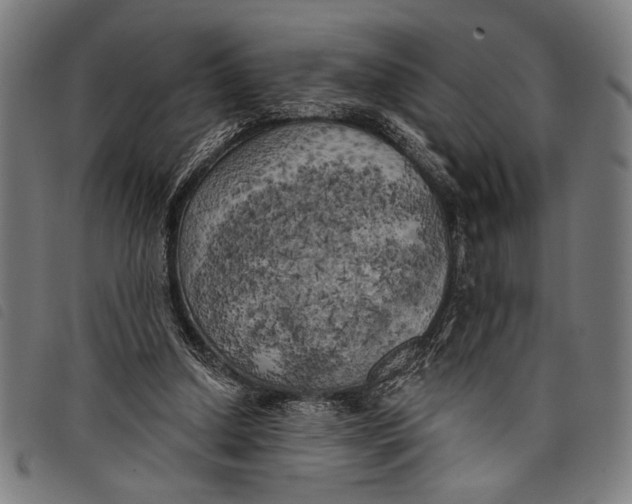 X0000097810250200804041342