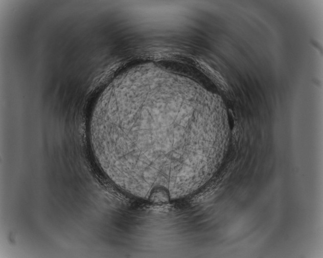 X0000097810306200804041342