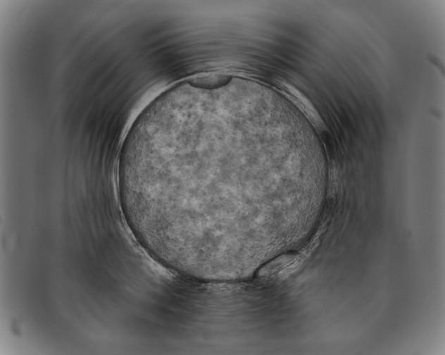 X0000097810812200804041335