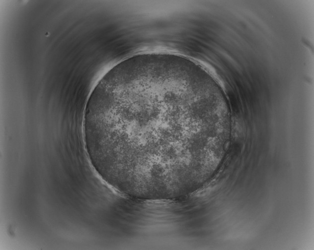 X0000097810863200804041335