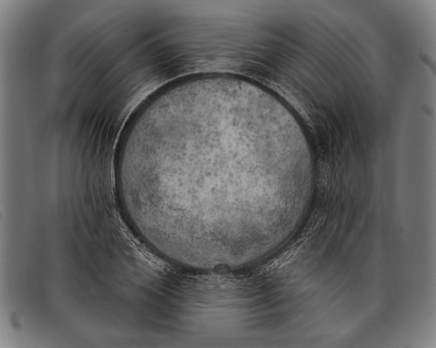 X0000097810980200804041333