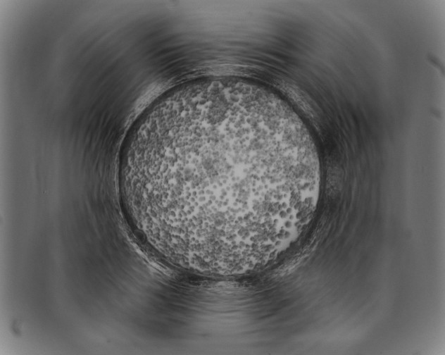 X0000097810986200804041332