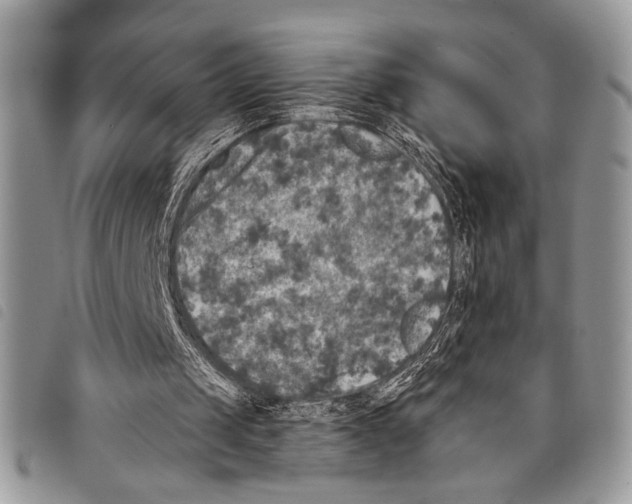 X0000097810049200804111001