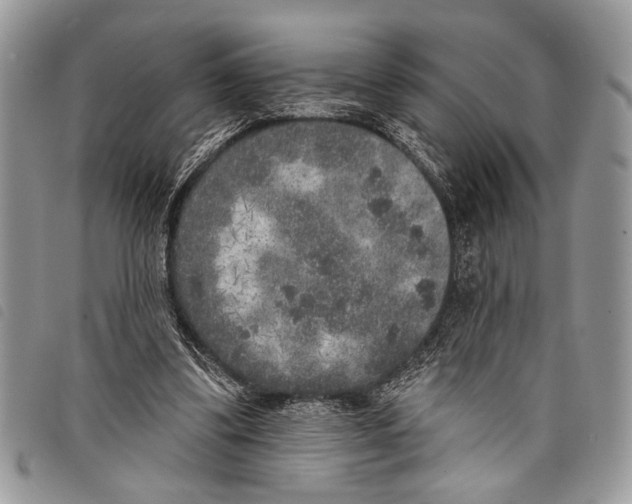 X0000097810299200804110958