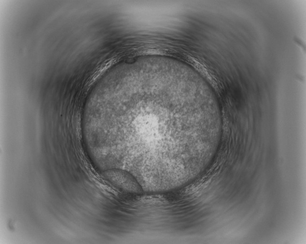 X0000097810386200804110956