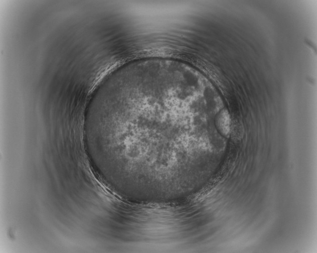 X0000097810434200804110955