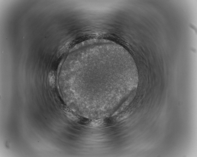 X0000097810720200804110951