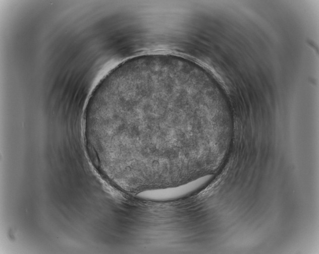 X0000097811424200804110938