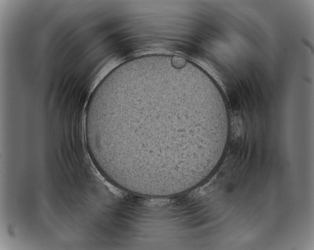 X0000097821290200804041350