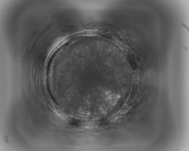 X0000097820293200804111021