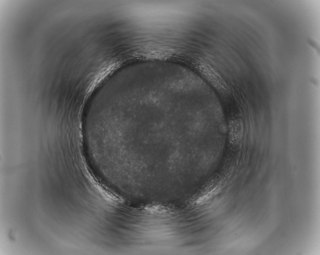 X0000097820634200804111016