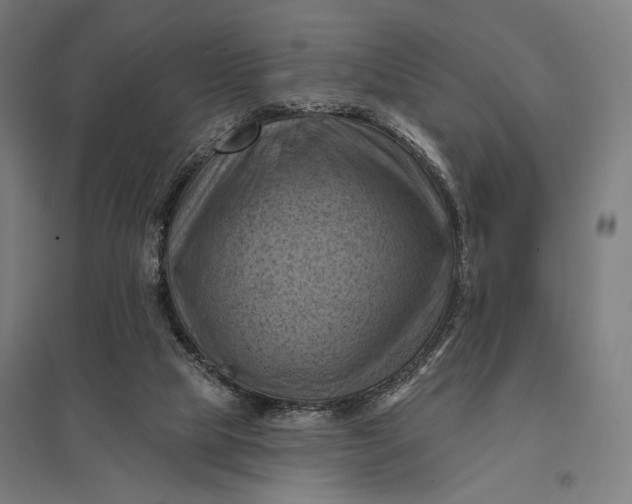 X0000097830065200803281210