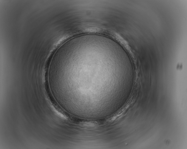 X0000097830106200803281210