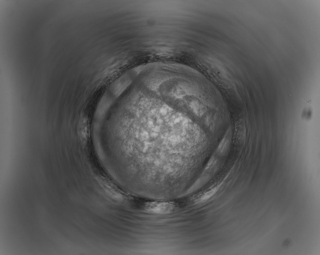 X0000097830135200803281209