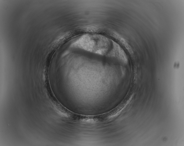 X0000097830161200803281209