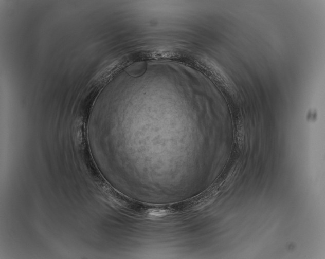 X0000097830169200803281209