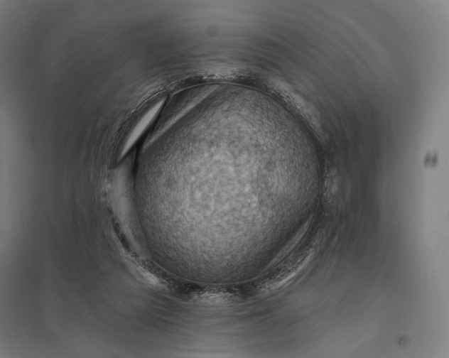 X0000097830209200803281208