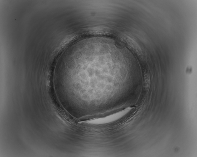 X0000097830255200803281207