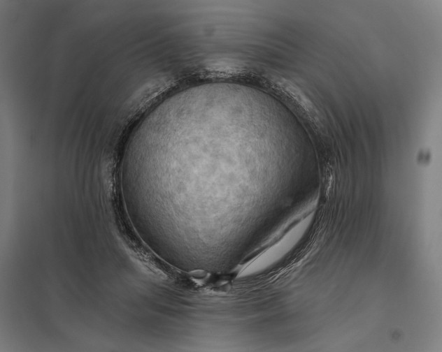 X0000097830455200803281204