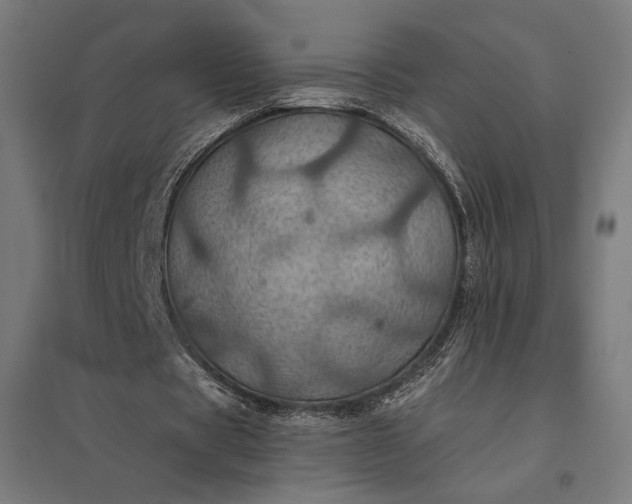 X0000097830529200803281202