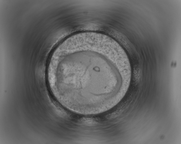 X0000097830534200803281202