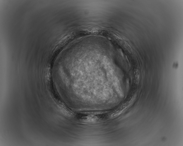 X0000097830612200803281202