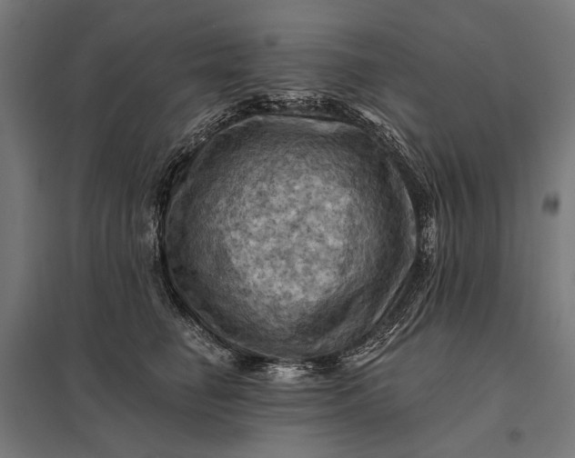 X0000097830662200803281201