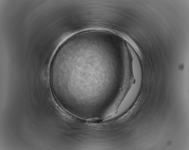 X0000097831004200803281156