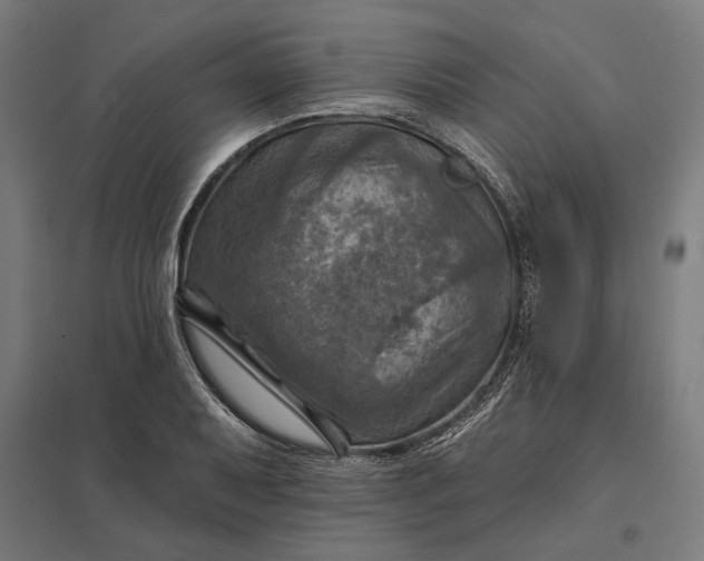 X0000097831079200803281155