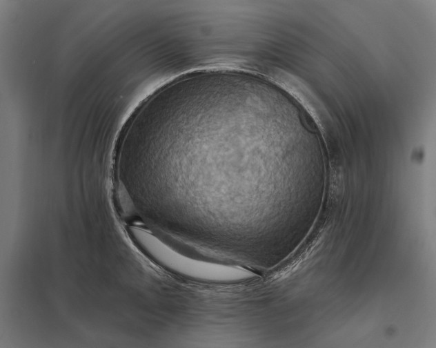 X0000097831093200803281155