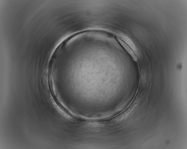 X0000097831100200803281155