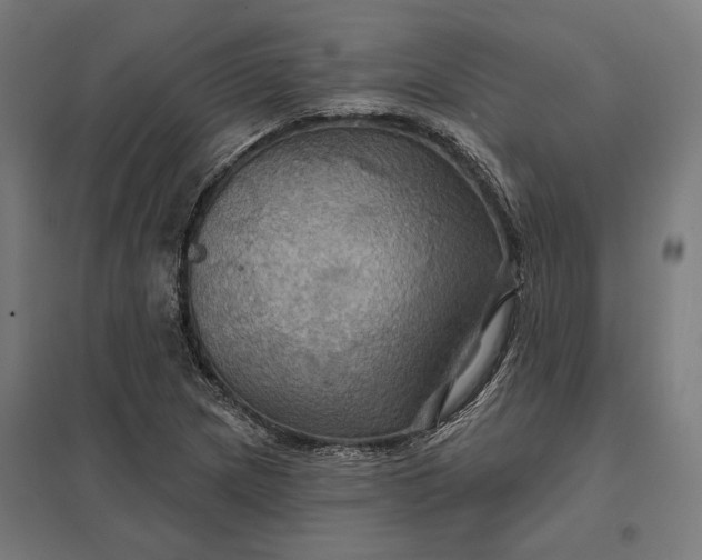 X0000097831217200803281152