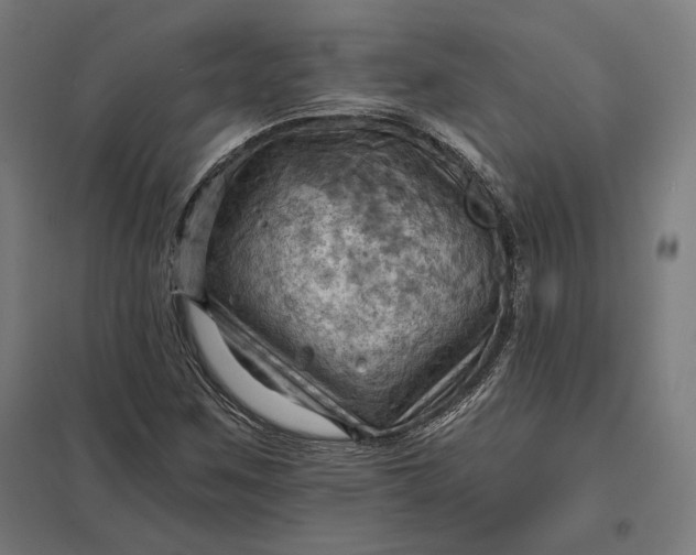 X0000097831259200803281152