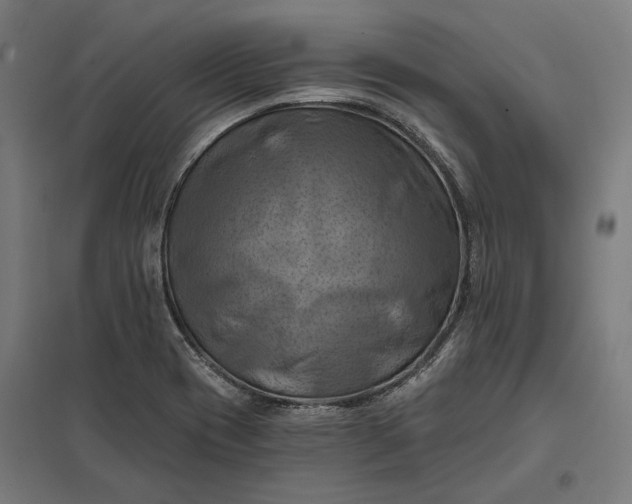 X0000097831417200803281150